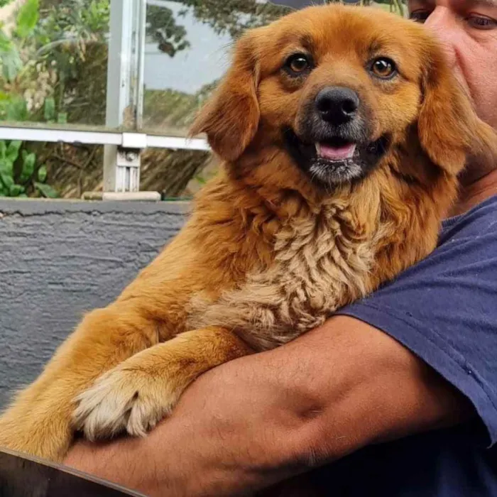 Cachorro ra a srd idade 3 anos nome ZAYA