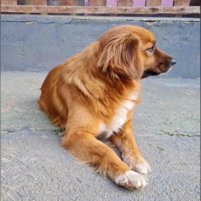 Cachorro ra a srd idade 3 anos nome ZAYA