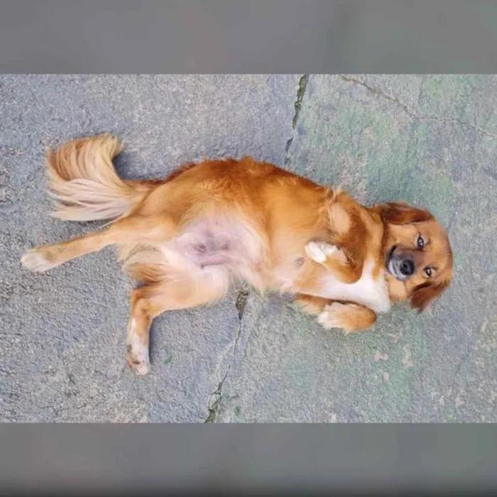 Cachorro ra a srd idade 3 anos nome ZAYA