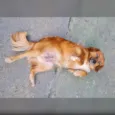 ZAYA