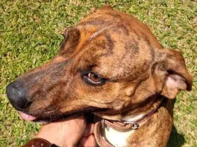 Cachorro ra a Sem raça definida mestiça de B idade 2 anos nome Frida 