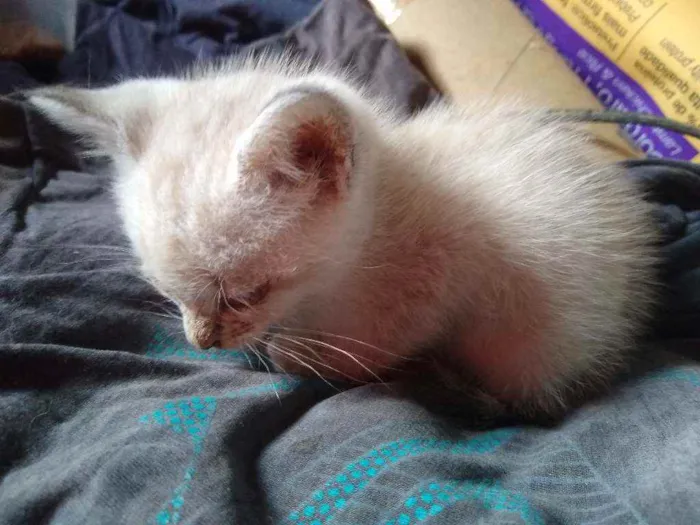 Gato raça Srd idade Abaixo de 2 meses nome Gatinhos