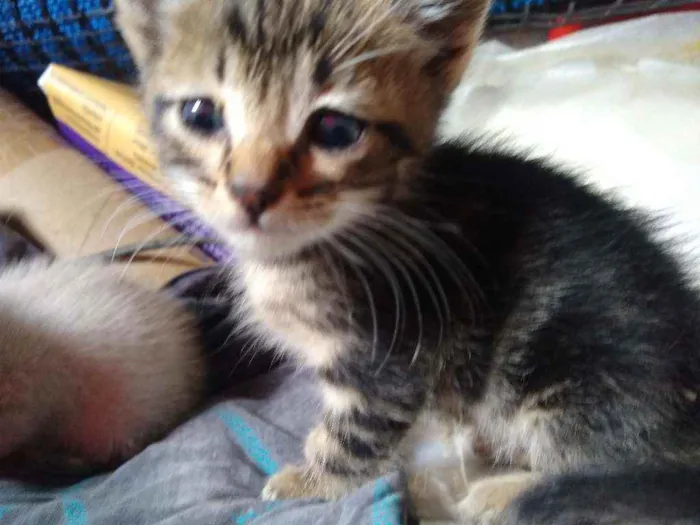 Gato raça Srd idade Abaixo de 2 meses nome Gatinhos