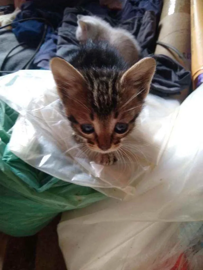 Gato raça Srd idade Abaixo de 2 meses nome Gatinhos