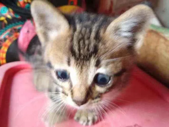 Gato raça Srd idade Abaixo de 2 meses nome Gatinhos