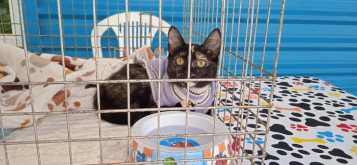 Gato ra a SRD idade 2 a 6 meses nome Baby