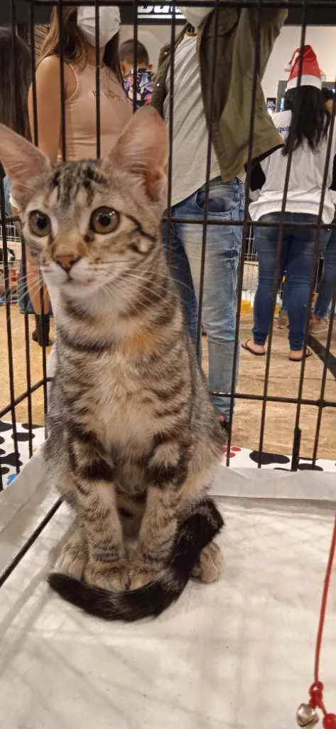 Gato ra a SRD idade 2 a 6 meses nome Lana 