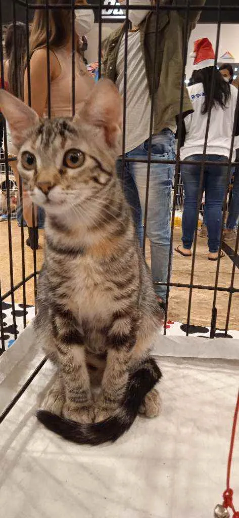 Gato ra a SRD idade 2 a 6 meses nome Lana 