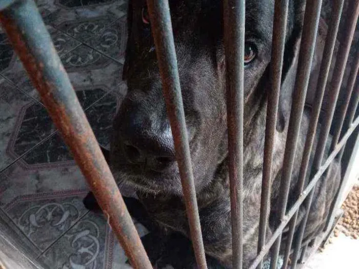 Cachorro ra a Fila com Rotewale porte grande idade 2 anos nome Sadam