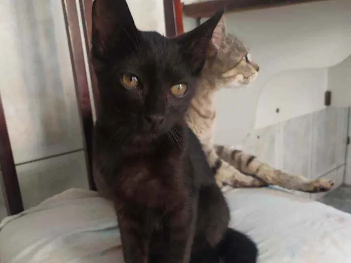 Gato ra a Sem raça definida idade 2 a 6 meses nome Pretinho