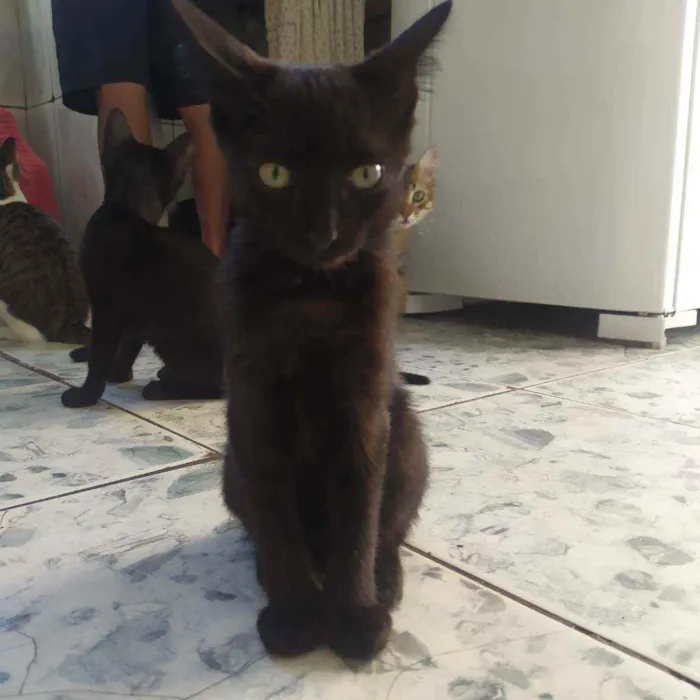 Gato ra a Sem raça definida idade 2 a 6 meses nome Pretinha