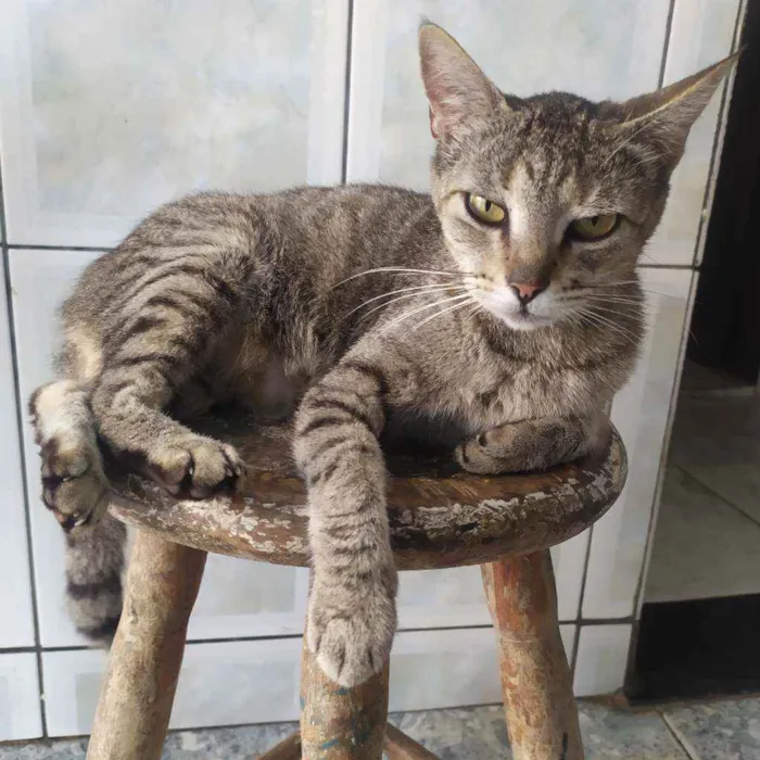 Gato ra a Sem raça definida idade 2 anos nome Lulu