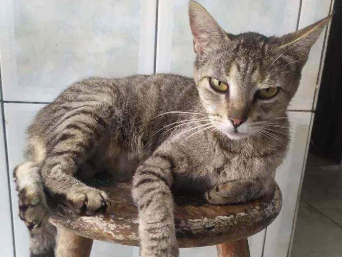 Gato ra a Sem raça definida idade 2 anos nome Lulu