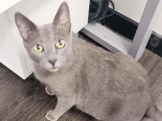 Gato raça Srd  idade 1 ano nome Brigitte 