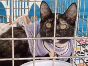 Gato raça SRD idade 2 a 6 meses nome Baby