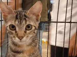 Gato raça SRD idade 2 a 6 meses nome Lana 