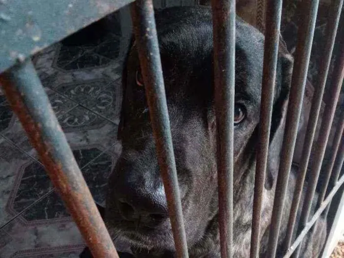 Cachorro ra a Fila com Rotewale porte grande idade 2 anos nome Sadam