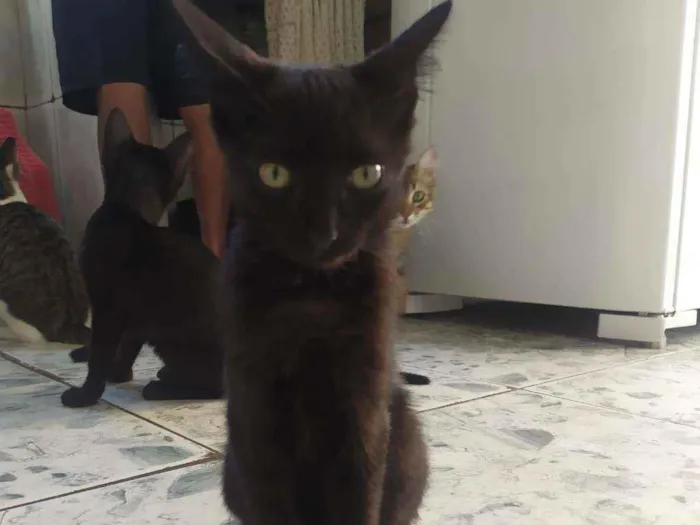 Gato ra a Sem raça definida idade 2 a 6 meses nome Pretinha