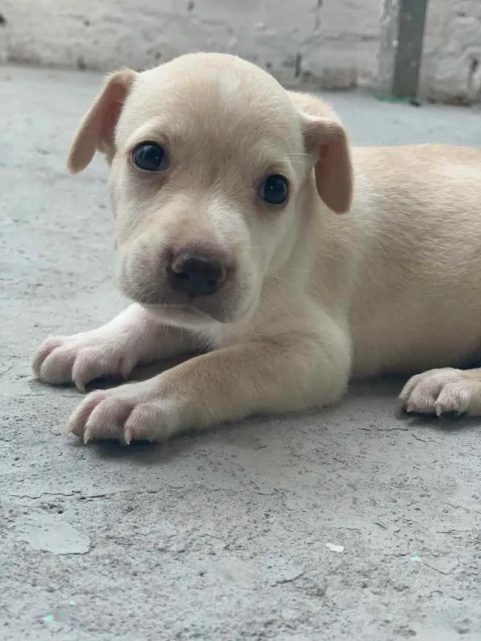 Cachorro ra a mestiça com labrador idade Abaixo de 2 meses nome Zara