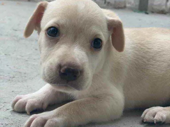Cachorro ra a mestiça com labrador idade Abaixo de 2 meses nome Zara