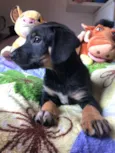 Cachorro raça SRD  idade Abaixo de 2 meses nome Sem Nome