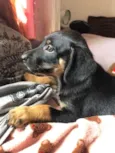 Cachorro raça SRD  idade Abaixo de 2 meses nome Sem Nome