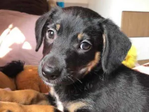 Cachorro raça SRD  idade Abaixo de 2 meses nome Sem Nome