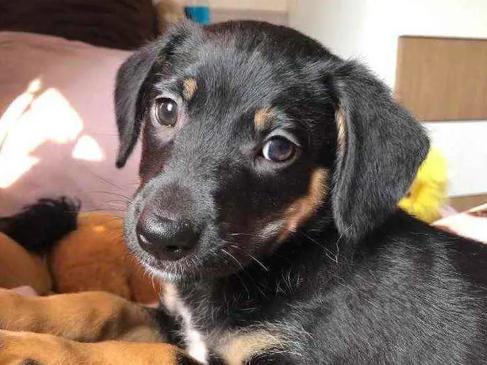 Cachorro raça SRD  idade Abaixo de 2 meses nome Sem Nome