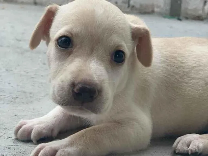 Cachorro ra a mestiça com labrador idade Abaixo de 2 meses nome Zara