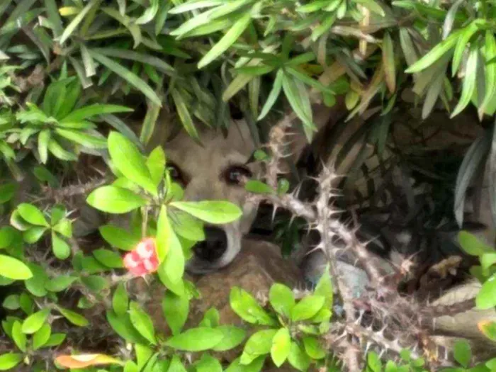 Cachorro ra a Vira lata idade 1 ano nome Pequeno e branquinha