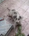 Bob