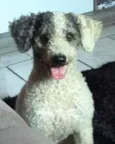 Bob