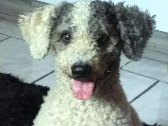 Cachorro ra a Poodle idade 6 ou mais anos nome Bob