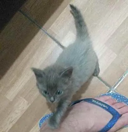 Gato ra a  idade 2 a 6 meses nome Cinza