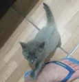 Cinza