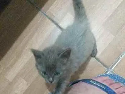 Gato ra a  idade 2 a 6 meses nome Cinza