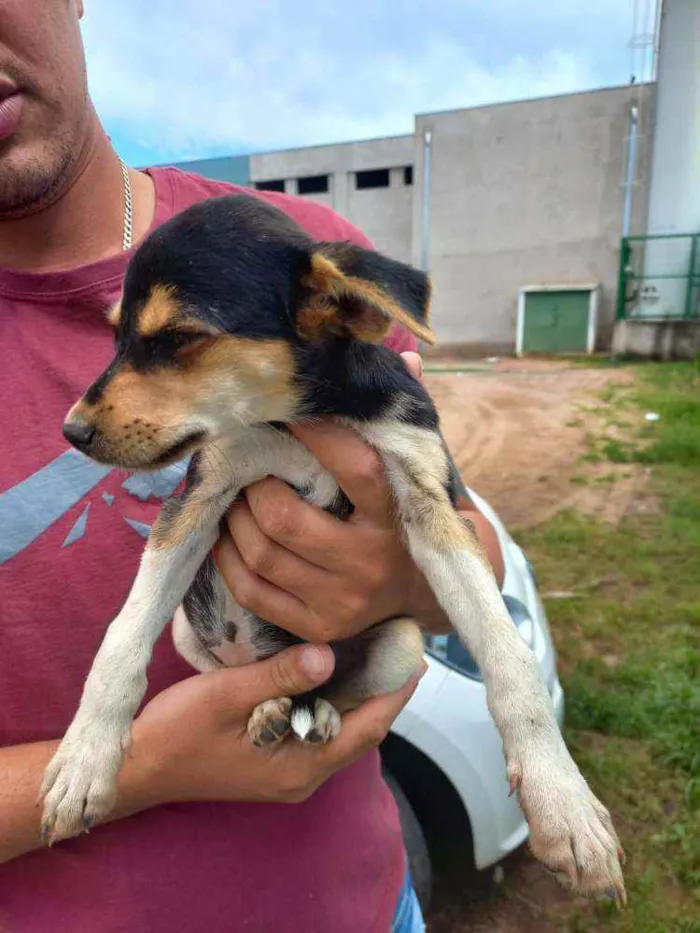 Cachorro ra a Viralata idade Abaixo de 2 meses nome Sem Nome