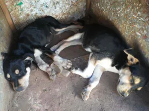 Cachorro raça Viralata idade Abaixo de 2 meses nome Sem Nome