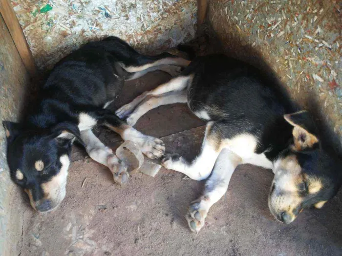 Cachorro ra a Viralata idade Abaixo de 2 meses nome Sem Nome