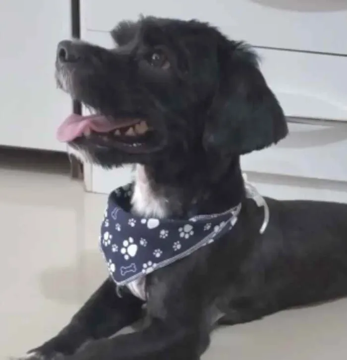 Cachorro ra a Mestiço  idade 2 a 6 meses nome Nino 