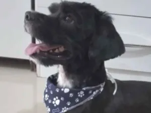 Cachorro raça Mestiço  idade 2 a 6 meses nome Nino 