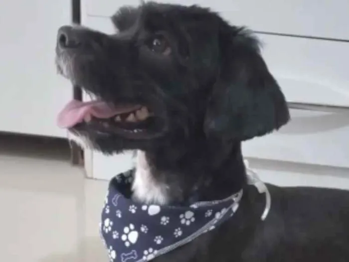 Cachorro ra a Mestiço  idade 2 a 6 meses nome Nino 