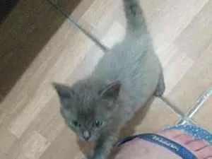 Gato raça  idade 2 a 6 meses nome Cinza