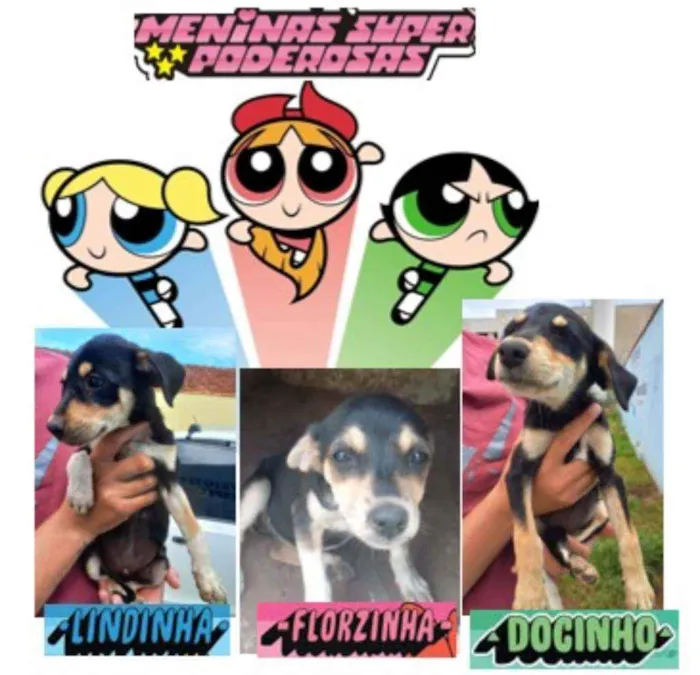 Cachorro ra a Viralata idade Abaixo de 2 meses nome Sem Nome