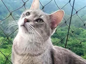Gato raça Srd idade 7 a 11 meses nome Boris
