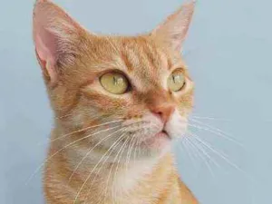 Gato raça Srd idade 7 a 11 meses nome Angel