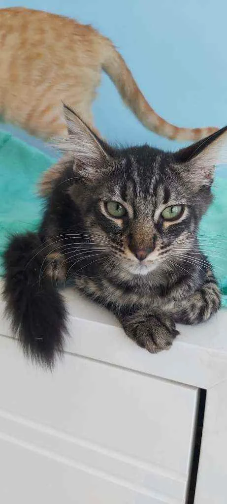 Gato ra a Srd idade 2 a 6 meses nome Abu