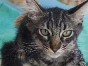 Gato raça Srd idade 2 a 6 meses nome Abu
