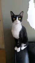 Margô