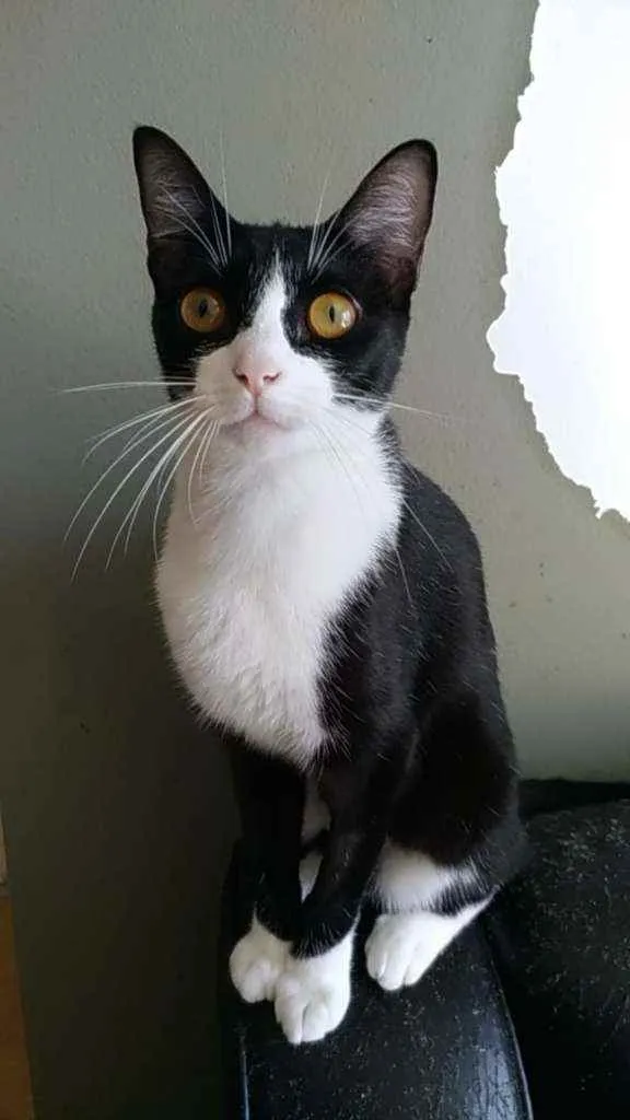 Gato ra a Srd idade 7 a 11 meses nome Margô